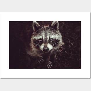 Reclusive Raccoon Photograph Posters and Art